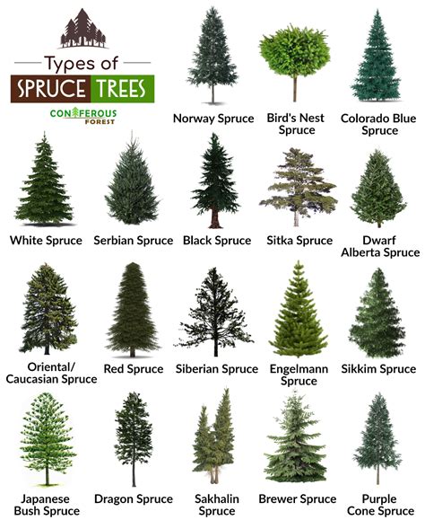 what trees are similar to blue spruce